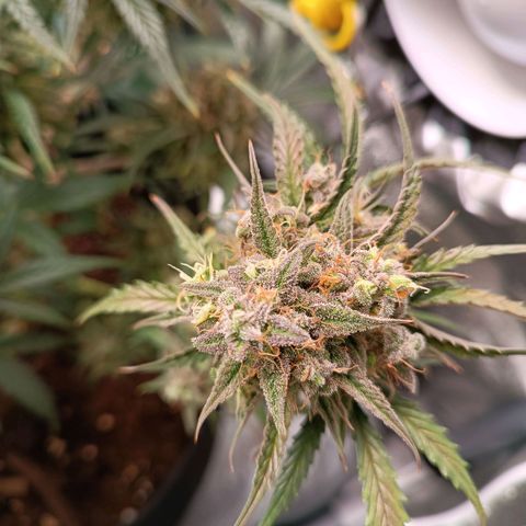 Candy Rain  growlog timeline photo