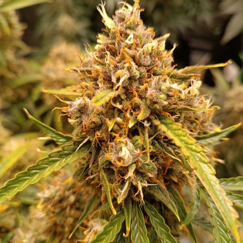 Gelato growlog timeline photo