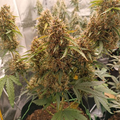 Gelato growlog timeline photo