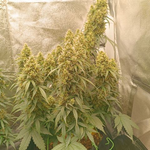 Fat Banana growlog timeline photo