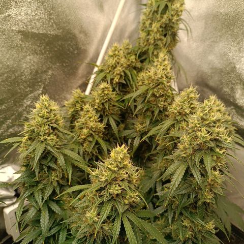 Fat Banana growlog timeline photo