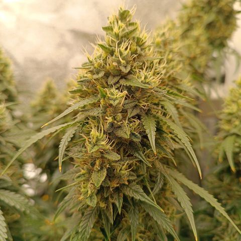 Fat Banana growlog timeline photo