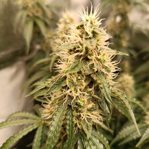 Purple CousKush  growlog timeline photo