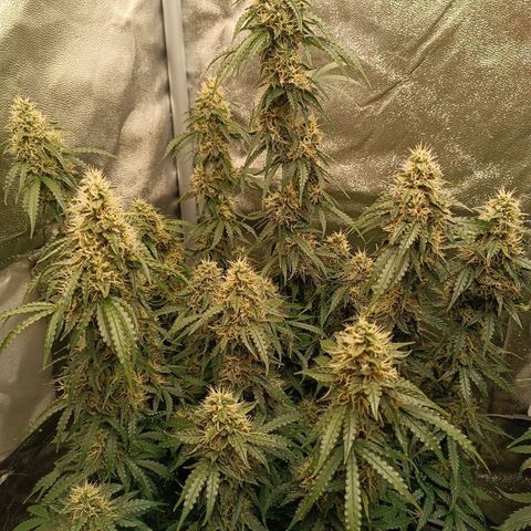 Purple CousKush  growlog timeline photo