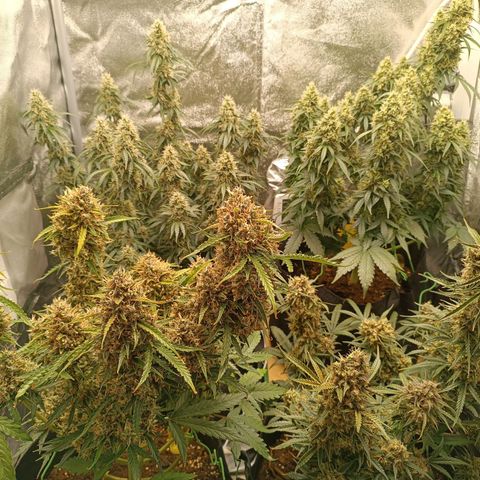 Fat Banana growlog timeline photo