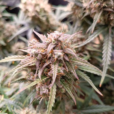 Candy Rain  growlog timeline photo