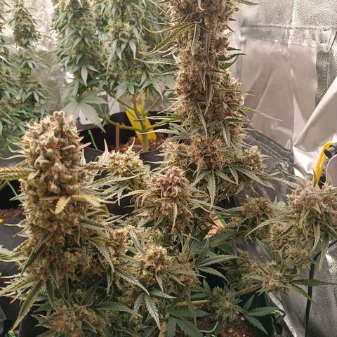 Candy Rain  growlog timeline photo