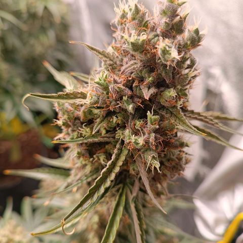 Candy Rain  growlog timeline photo