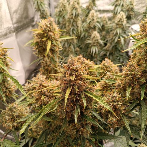 Gelato growlog timeline photo