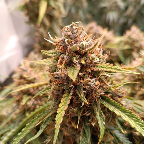 Gelato growlog timeline photo