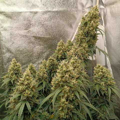 Fat Banana growlog timeline photo