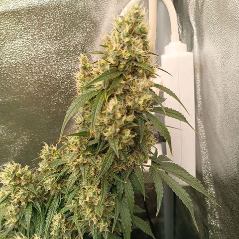 Fat Banana growlog timeline photo