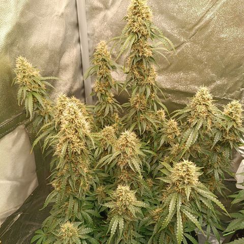Purple CousKush  growlog timeline photo
