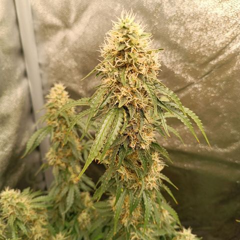 Purple CousKush  growlog timeline photo