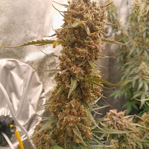 Candy Rain  growlog timeline photo