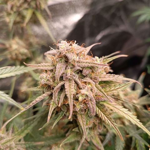 Candy Rain  growlog timeline photo