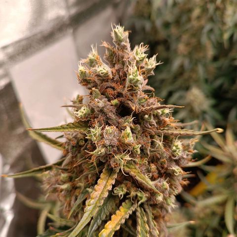 Candy Rain  growlog timeline photo