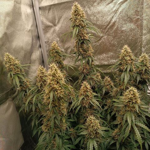 Purple CousKush  growlog timeline photo