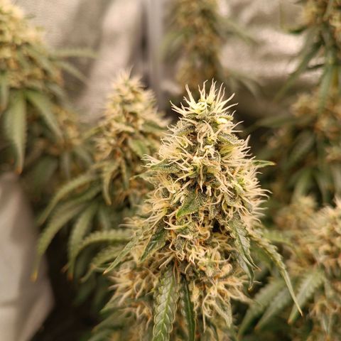 Purple CousKush  growlog timeline photo