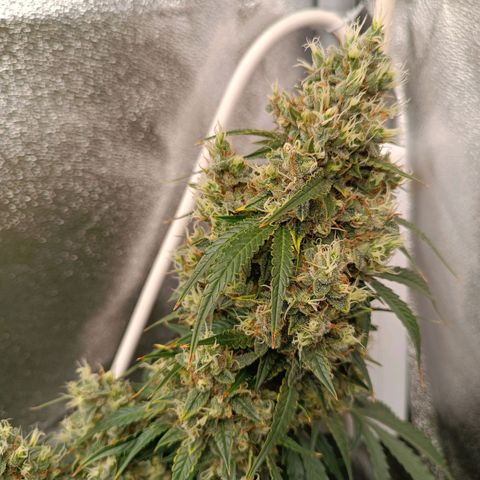Fat Banana growlog timeline photo