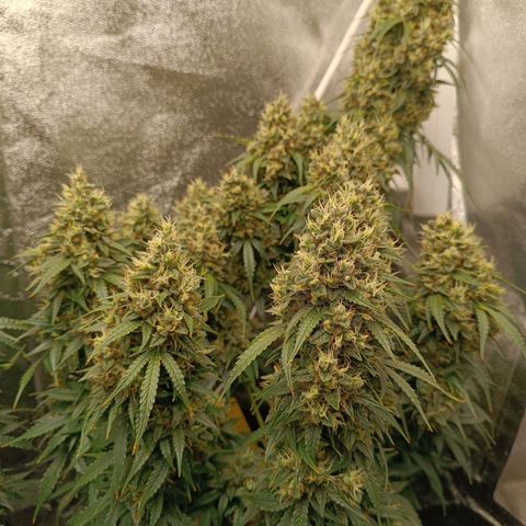 Fat Banana growlog timeline photo