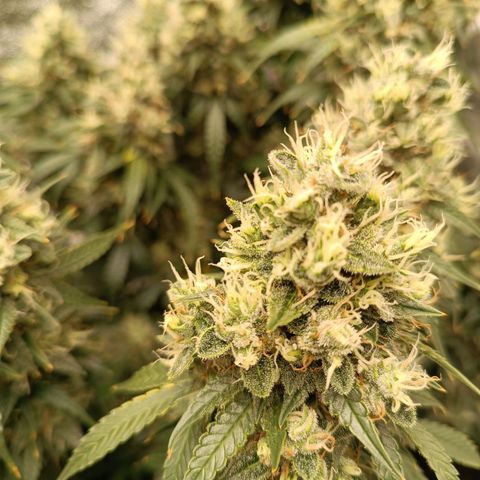 Fat Banana growlog timeline photo