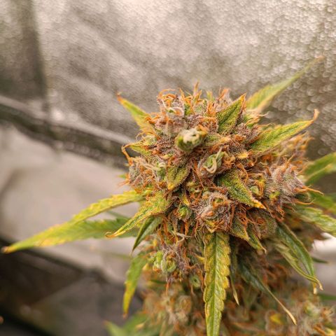 Gelato growlog timeline photo