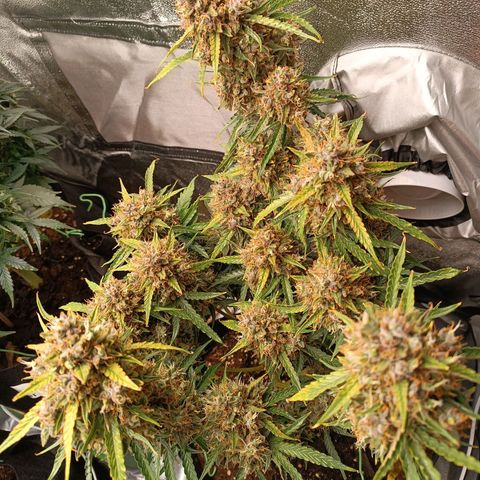 Gelato growlog timeline photo