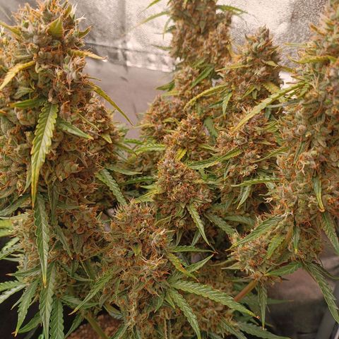 Gelato growlog timeline photo