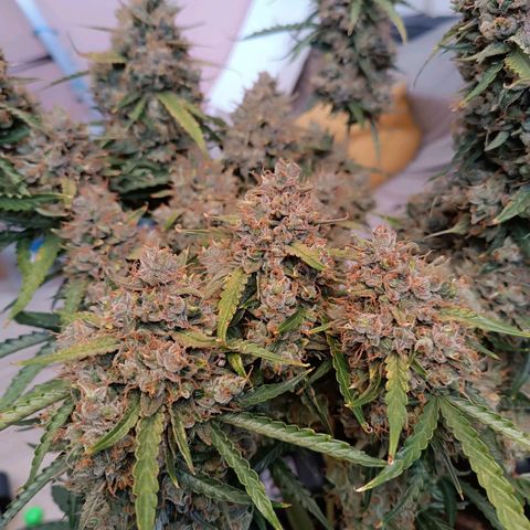 Gelato growlog timeline photo