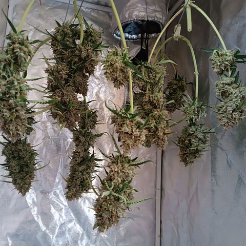 Gelato growlog timeline photo