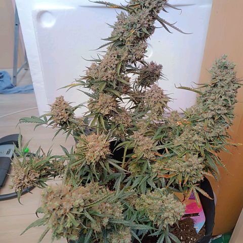 Candy Rain  growlog timeline photo