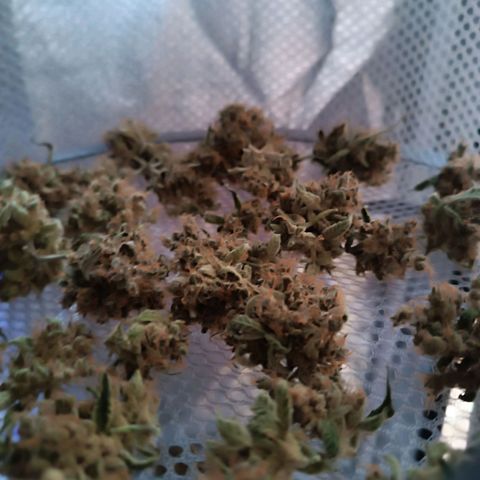 Candy Rain  growlog timeline photo