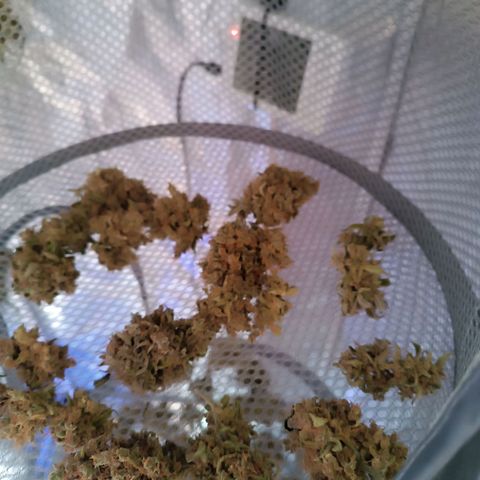 Candy Rain  growlog timeline photo