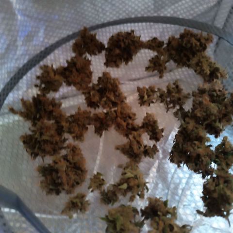 Candy Rain  growlog timeline photo