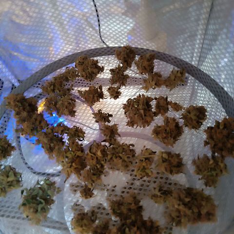 Candy Rain  growlog timeline photo