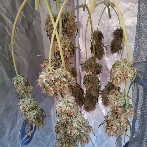 Gelato growlog timeline photo