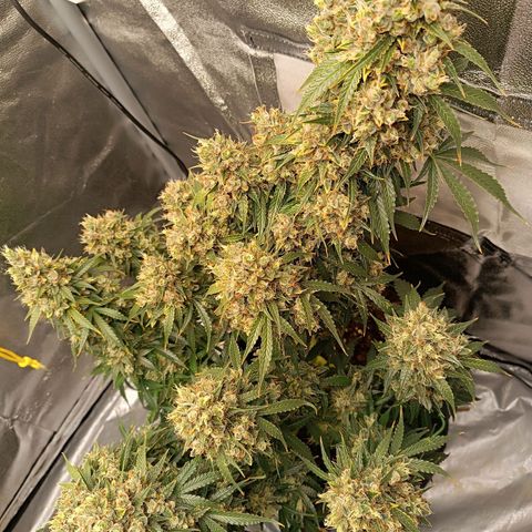 Fat Banana growlog photo: Has suffered from heat stress ->
Foxtailing