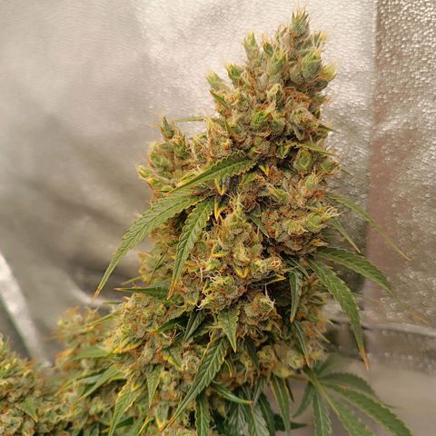 Fat Banana growlog photo: Has suffered from heat stress ->
Foxtailing