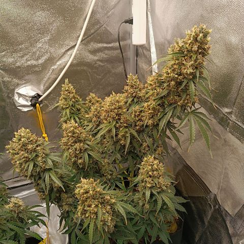 Fat Banana growlog photo: Has suffered from heat stress ->
Foxtailing