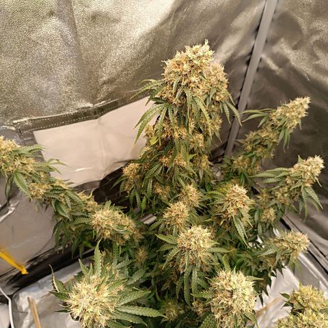 Purple CousKush  growlog timeline photo