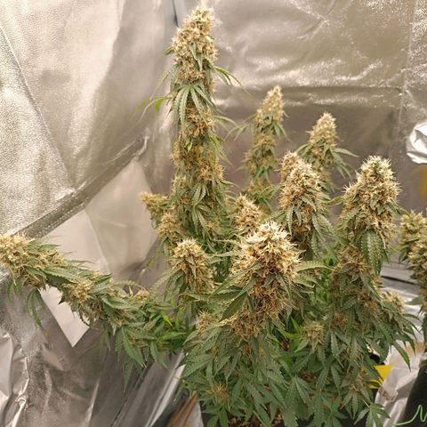 Purple CousKush  growlog timeline photo
