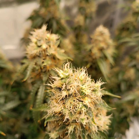 Purple CousKush  growlog timeline photo