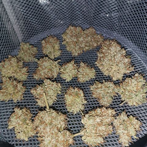 Gelato growlog timeline photo