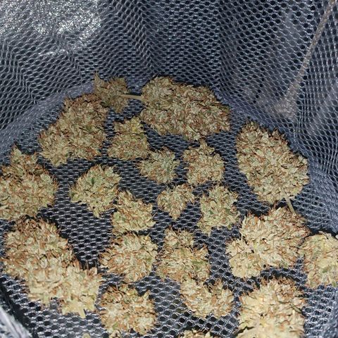 Gelato growlog timeline photo
