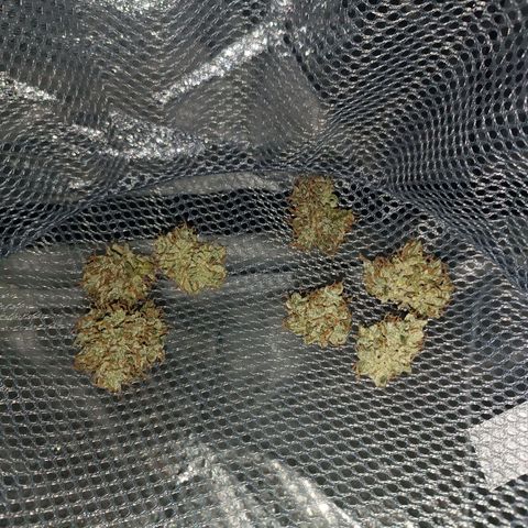 Gelato growlog timeline photo