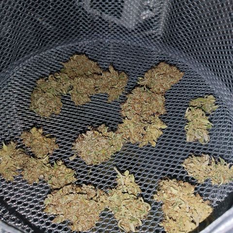 Candy Rain  growlog timeline photo