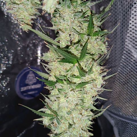 Fat Banana growlog timeline photo