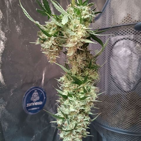 Fat Banana growlog timeline photo