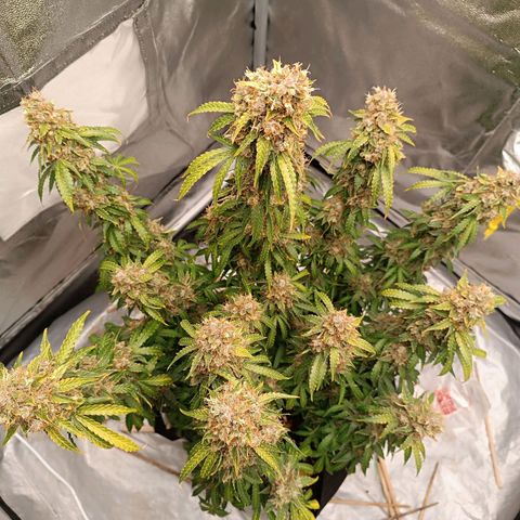 Purple CousKush  growlog timeline photo